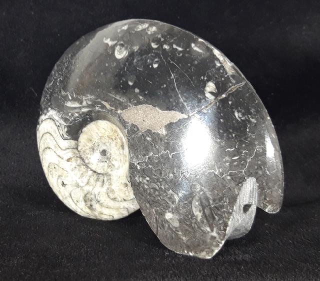 Manticoceras sp. HYATT 1884 - Bild &copy; FossNet FossilienStore